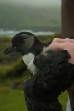 Puffling