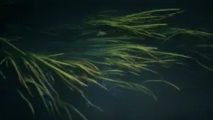 Backdrop to the movie "Solaris" #731581