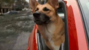 Backdrop to the movie "I Am Legend" #574926