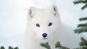 Backdrop to the movie "Kina & Yuk : renards de la banquise" #757764