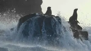 Backdrop to the movie "Sea Lions of the Galapagos" #719354