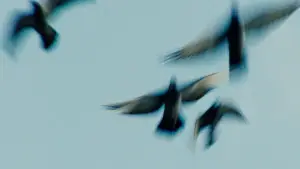 Backdrop to the movie "Pigeonman" #775976