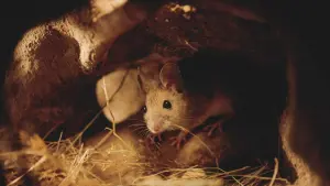 Backdrop to the movie "Heart of Oak" #198337