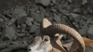 Backdrop to the movie "Waves Won