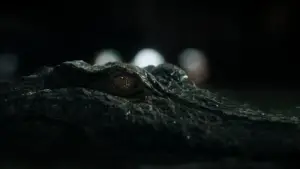 Backdrop to the movie "Crawl" #604258