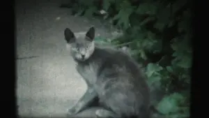 Backdrop to the movie "Adagio" #470067