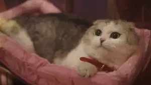 Backdrop to the movie "Forbidden Fruits" #793941