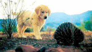 Backdrop to the movie "Napoleon" #646955