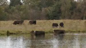 Backdrop to the movie "Contaminated: The Carpet Industry