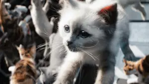 Backdrop to the movie "The Marvels" #605027