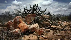 Backdrop to the movie "A Cabeça do Santo" #733343