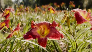 Backdrop to the movie "The Mule" #657641