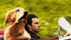 Backdrop to the movie "The Art of Racing in the Rain" #175806