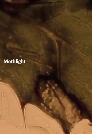 Poster to the movie "Mothlight" #703590