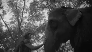 Backdrop to the movie "The Blind Girl and an Elephant" #915231
