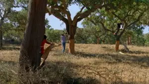 Backdrop to the movie "The Seasons" #772577