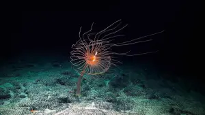 Backdrop to the movie "Deep Rising" #498498