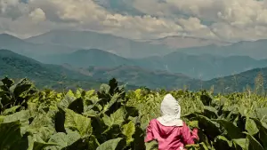 Backdrop to the movie "Wacay, Mujeres del Tabacal" #447345