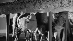 Backdrop to the movie "The Exterminating Angel" #751865