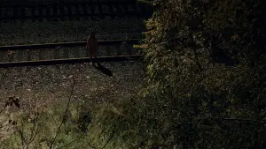 Backdrop to the movie "It Follows" #278710