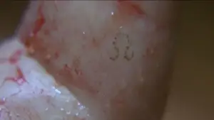 Backdrop to the movie "End of Days" #699164