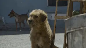 Backdrop to the movie "Arthur the King" #453043