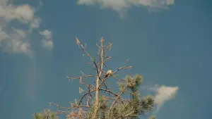 Backdrop to the movie "Come See Me in the Good Light" #580443