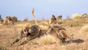 Backdrop to the movie "Le royaume des nuages" #800279