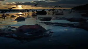 Backdrop to the movie "Birdman or (The Unexpected Virtue of Ignorance)" #802487