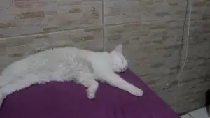 Backdrop to the movie "Viagem dos Sonhos" #564823