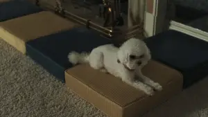 Backdrop to the movie "Priscilla" #716082