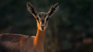 Backdrop to the movie "Horizon Saudi Arabia" #793476