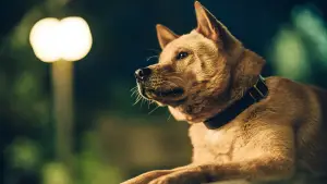 Backdrop to the movie "Hachiko" #756944