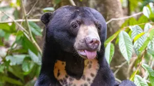 Backdrop to the movie "Orang Utans - Keepers of the Jungle" #922239