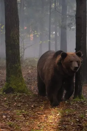 Poster to the movie "Papa Bear" #768962