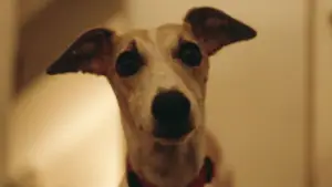 Backdrop to the movie "The Heirloom" #788802