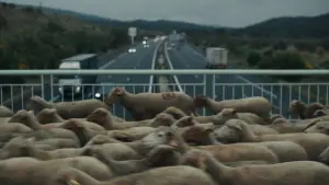 Backdrop to the movie "Shepherds" #684533