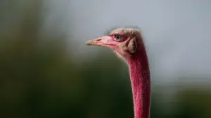 Backdrop to the movie "Horizon Saudi Arabia" #793420