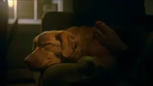 Backdrop to the movie "Good Boy" #770380