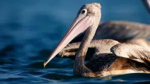 Backdrop to the movie "Horizon Saudi Arabia" #793426