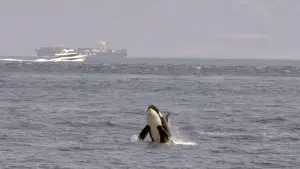 Backdrop to the movie "Achtung Orcas! Gefahr vor Gibraltar?" #351135