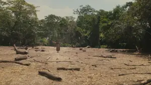 Backdrop to the movie "Apocalypto" #579780