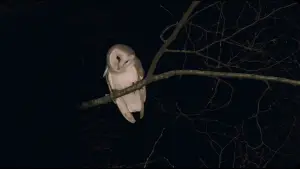 Backdrop to the movie "La Chimera" #717767