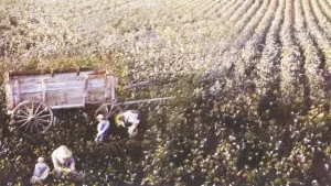 Backdrop to the movie "Places in the Heart" #402267