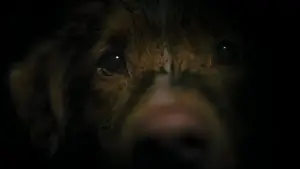 Backdrop to the movie "Good Boy" #517202