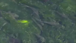 Backdrop to the movie "In Water" #484598