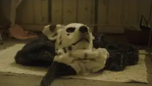 Backdrop to the movie "Good Boy" #747291