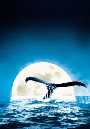 Poster to the movie "Deep Blue" #724860