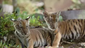 Backdrop to the movie "Two Brothers" #236783