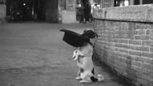 Backdrop to the movie "Umberto D." #752722